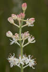 Coastal false asphodel